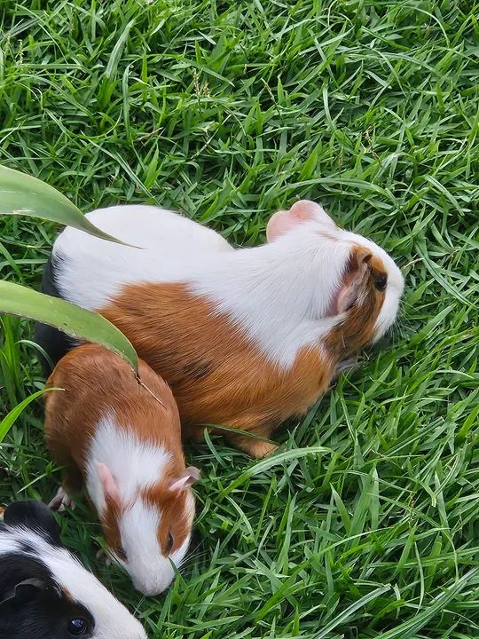 Dois filhotes de Porquinho da Índia fêmea  - Foto 4