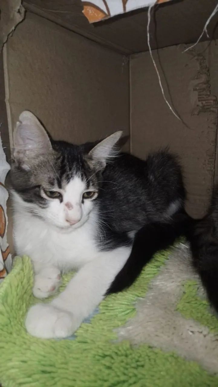 Gatinho cinza disponível para adoção - Foto 2