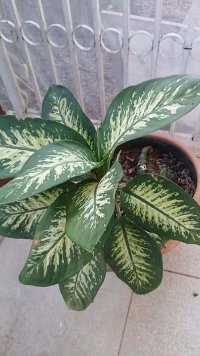 Diversas plantas - Foto 3