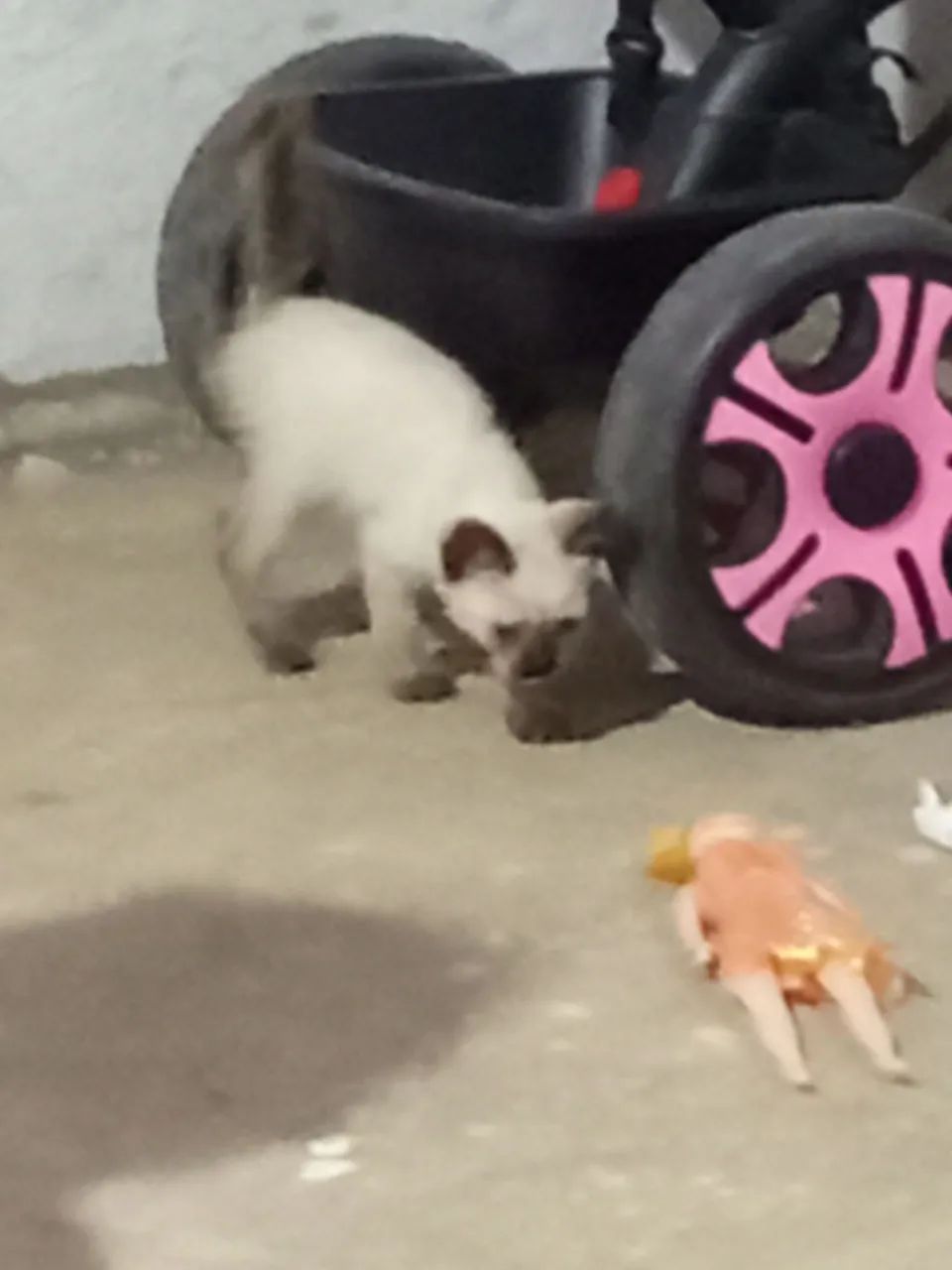 Doa se gatinho macho - Foto 2