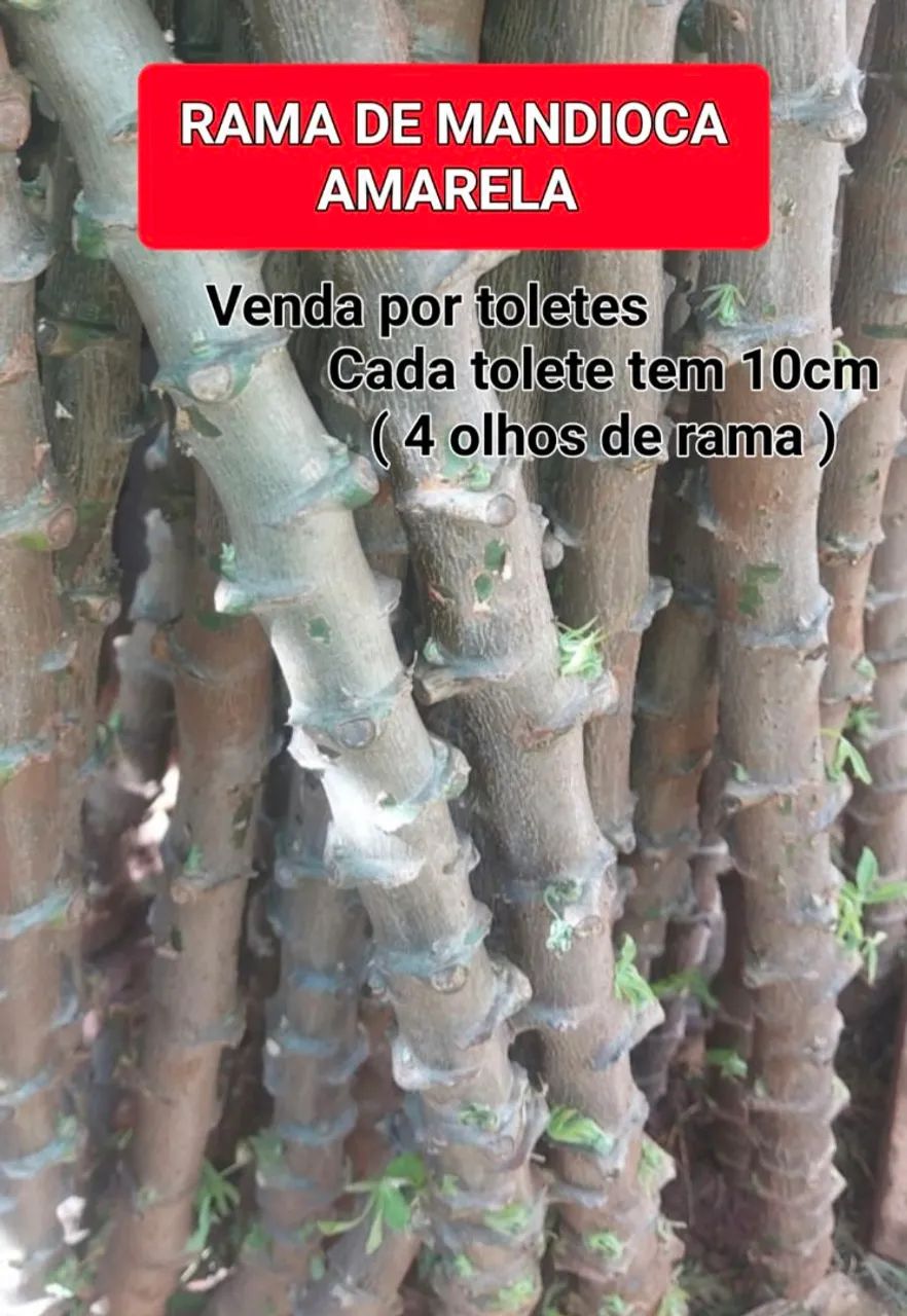  Mandioca Amarela ( rama pra plantar)