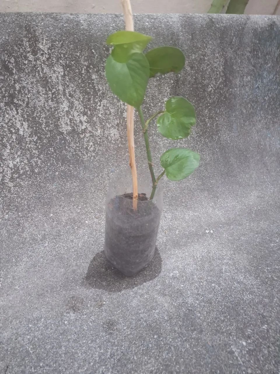 Planta Jiboia - Foto 3