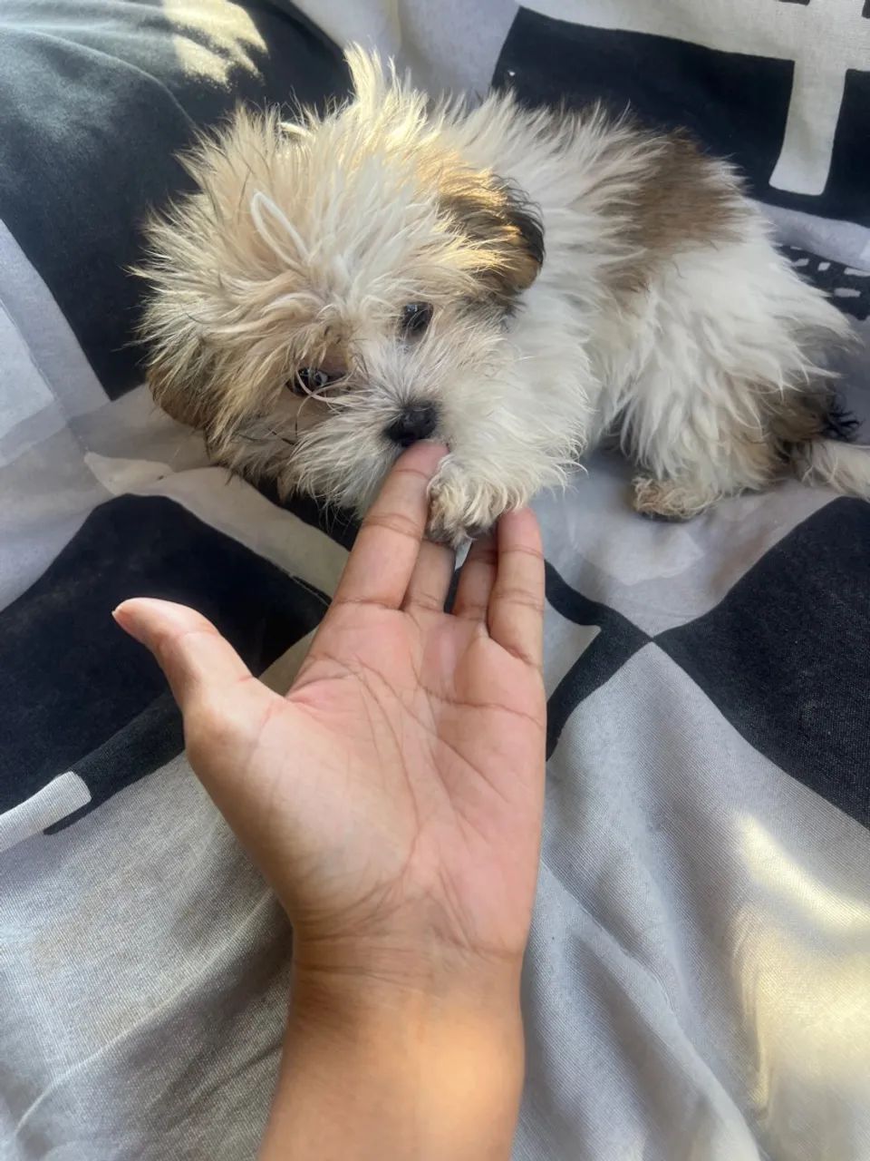 Filhote de Shih Tzu adorável e fofo - Foto 3