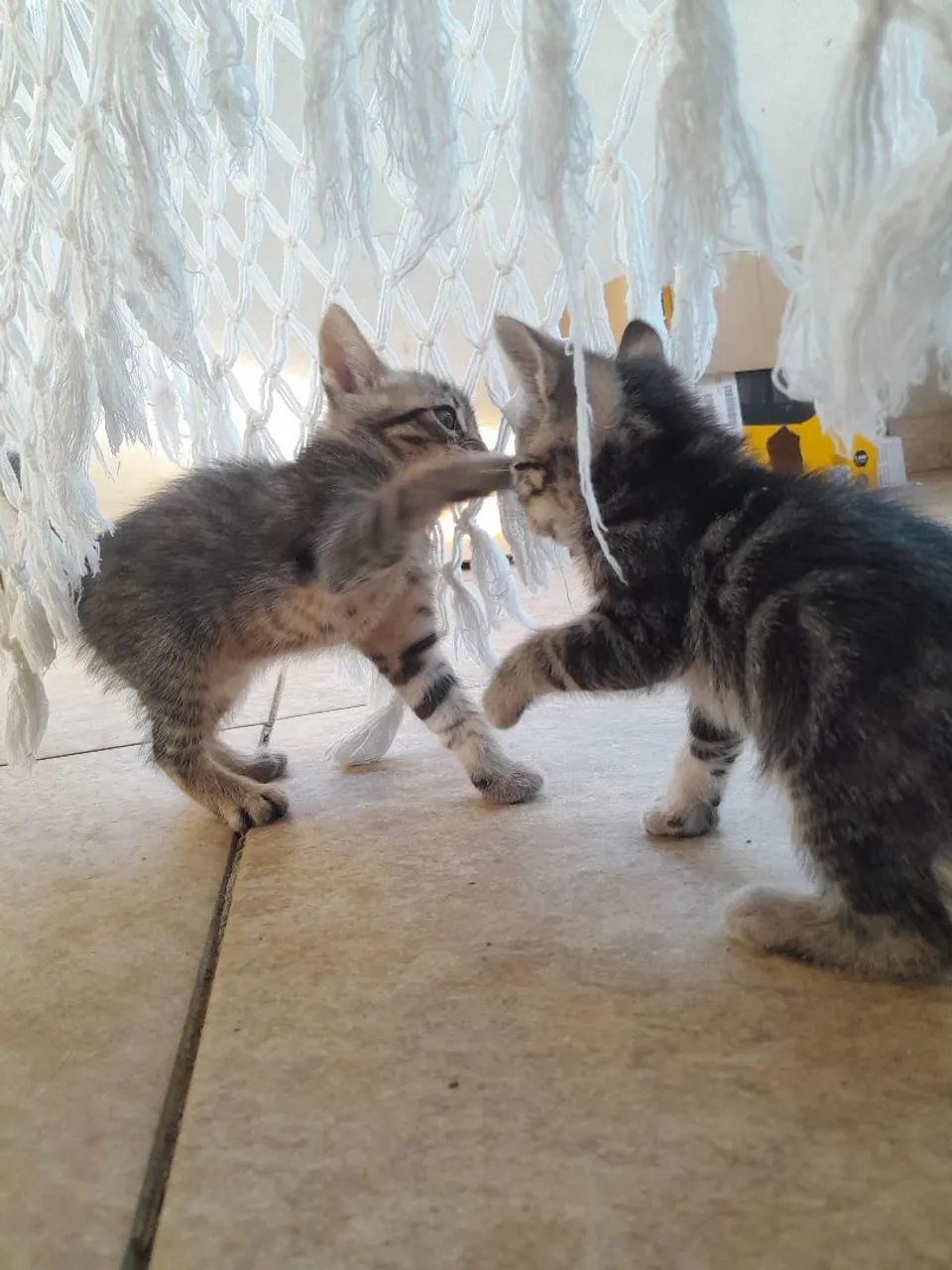 Doação Responsável de Gatos - Foto 6