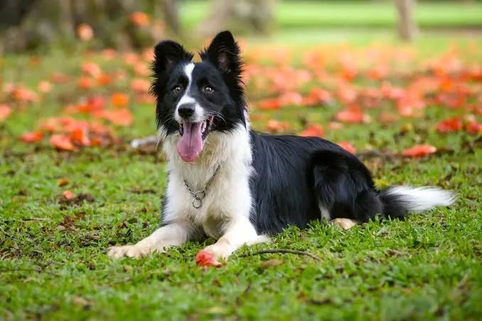 Procuro Border Collie para adotar