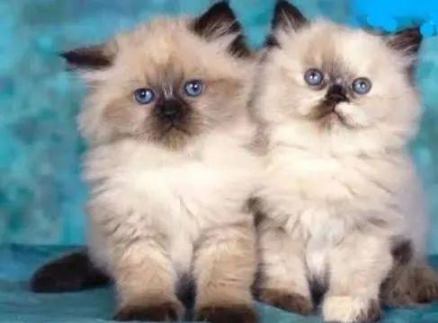 Persa Lindos e Amáveis 