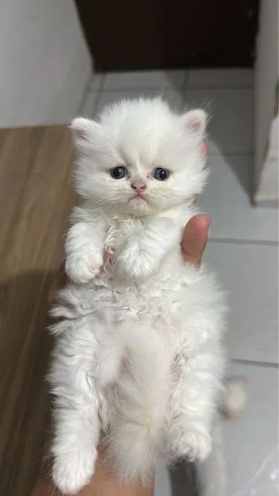 Gatinhos Persa Premium 