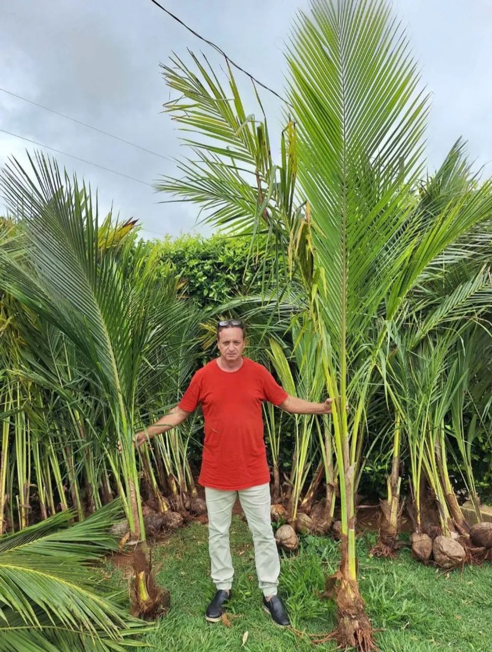 Mudas de coco anão  - Foto 3