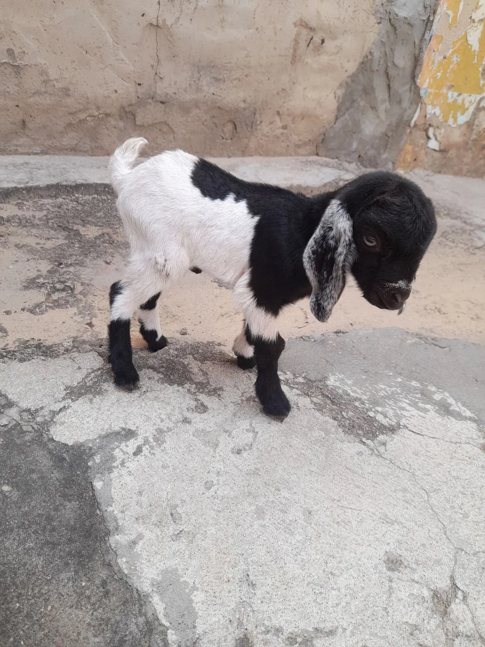 Filhote de Cabrito