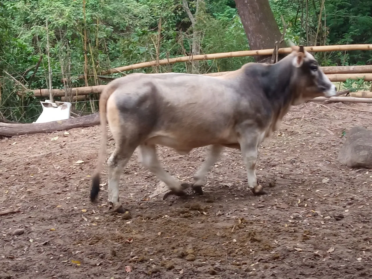 Mini vaquinha