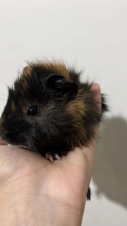 Porquinho da Índia - Fofo e Carinhoso - Foto 4