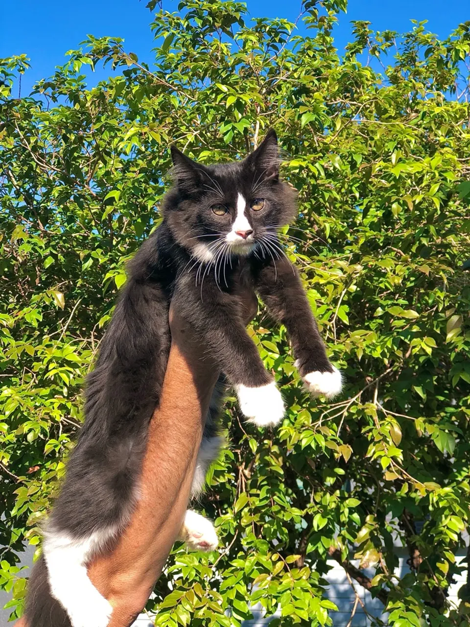MAINE COON MACHO