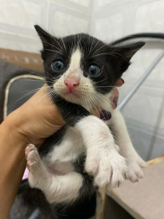 Gatinhos fofinhos para adoção! - Foto 5