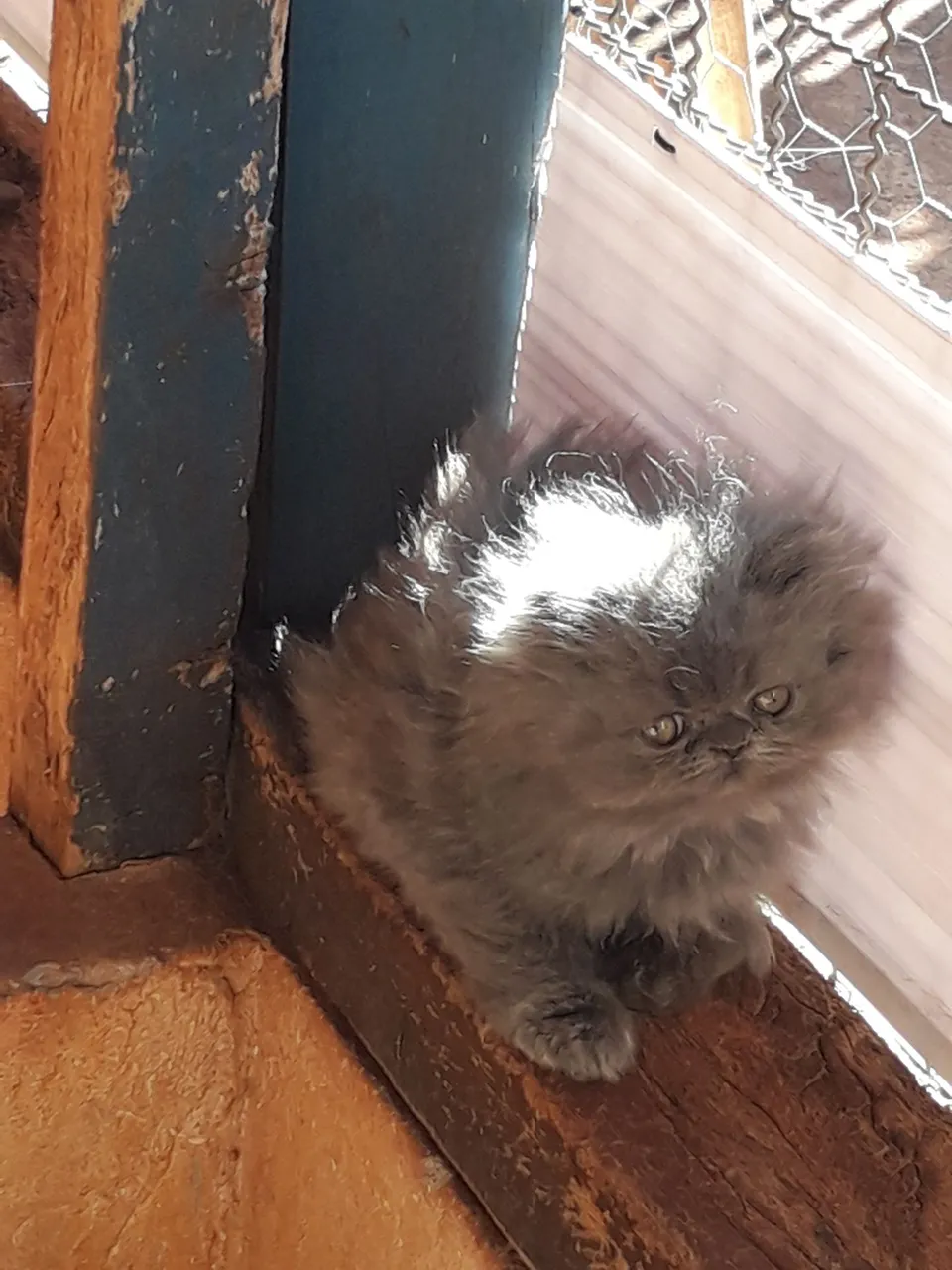 Filhote de gato persa