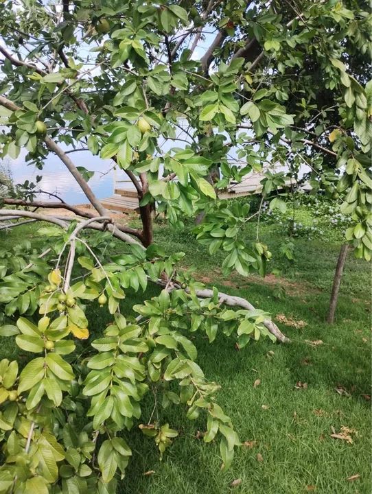 Sítio com pomar e área verde