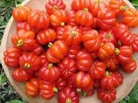 Muda de Pitanga - Foto 3