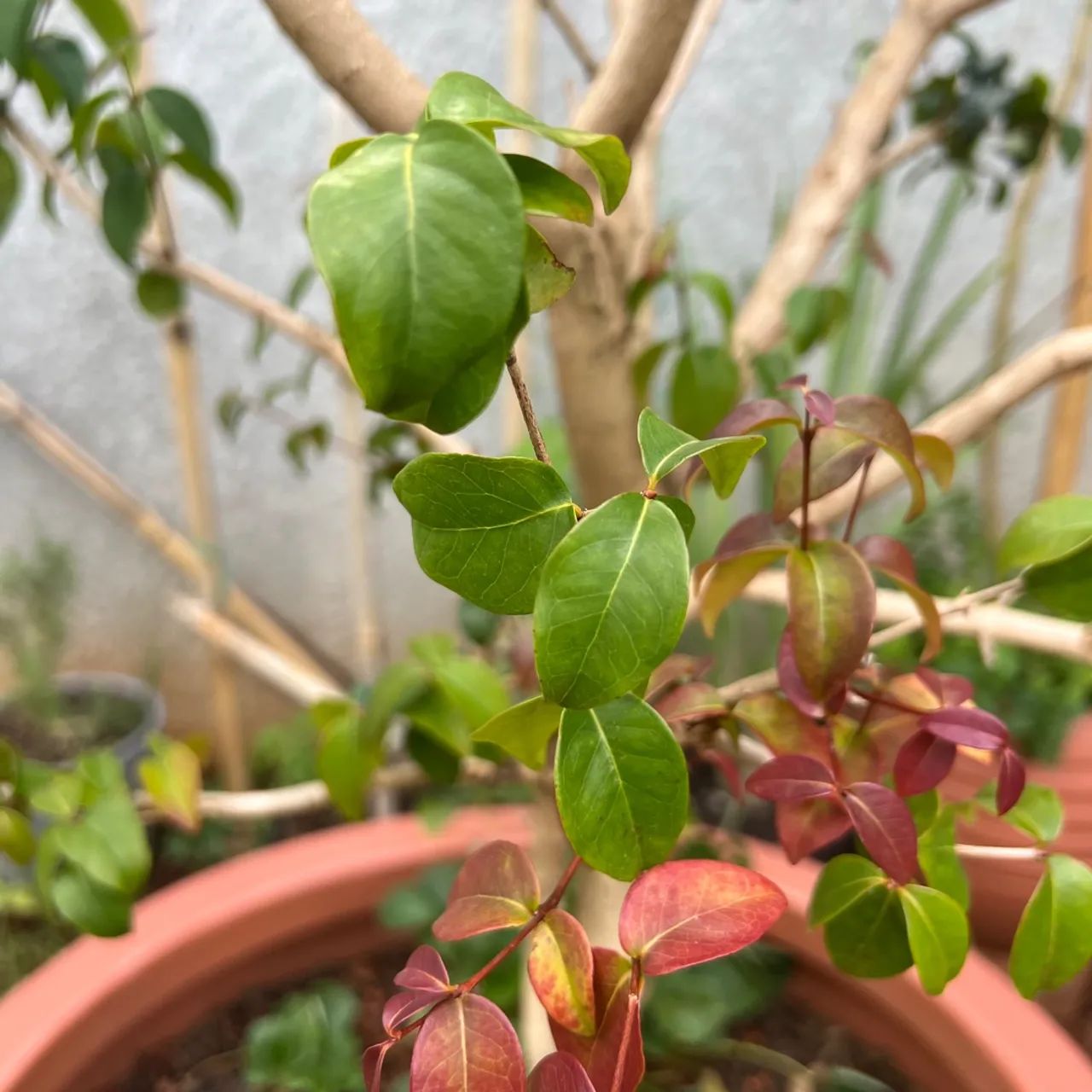 Frutiferas! - Foto 2