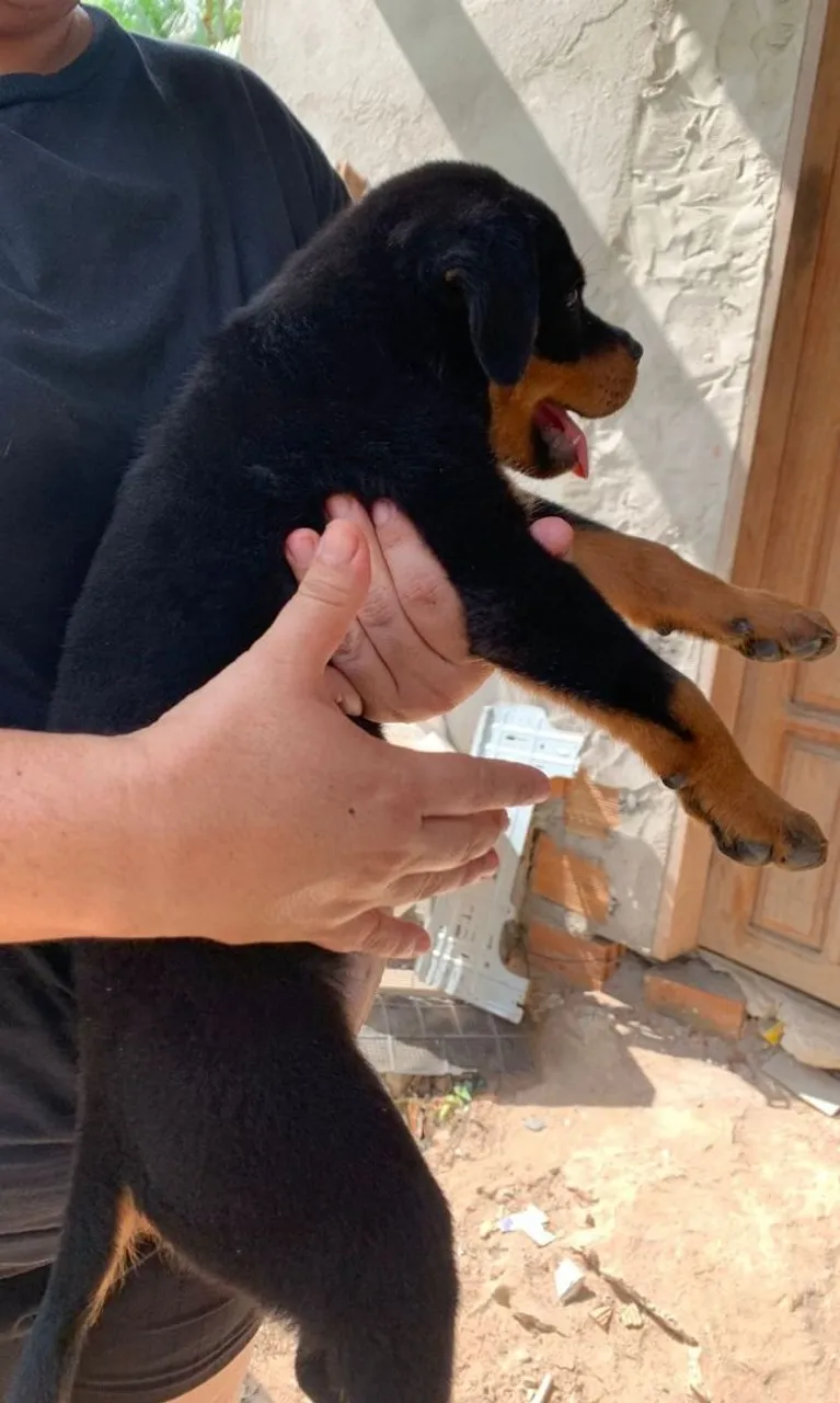 Filhote de Rottweiler disponível!