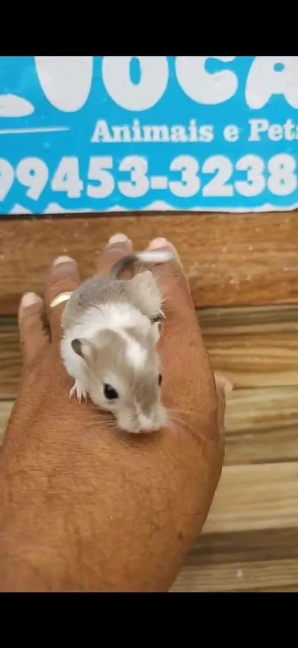 Toca Animais Pet ( Roedores) - Foto 6