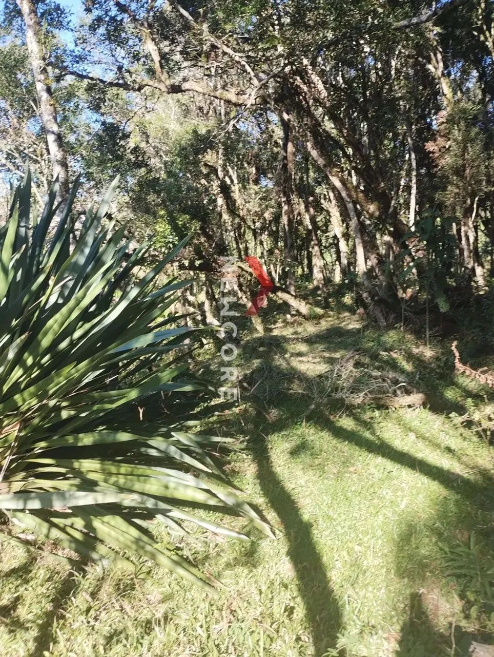 Chácara em Rua Antônio Greboge, 8000 - Centro - Colônia Malhada/PR - Foto 2