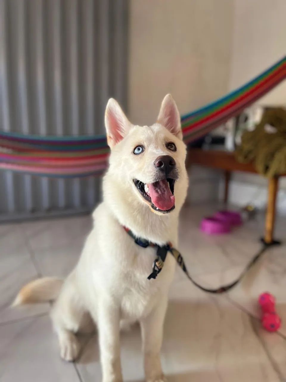 HUSKY SIBERIANO - Foto 4