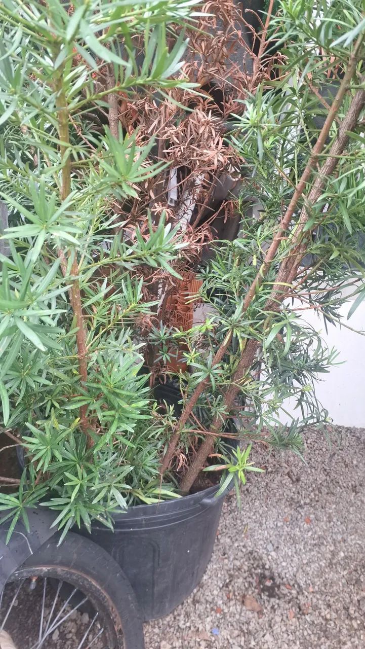 Bodocarpus Plantas para jardim - Foto 3