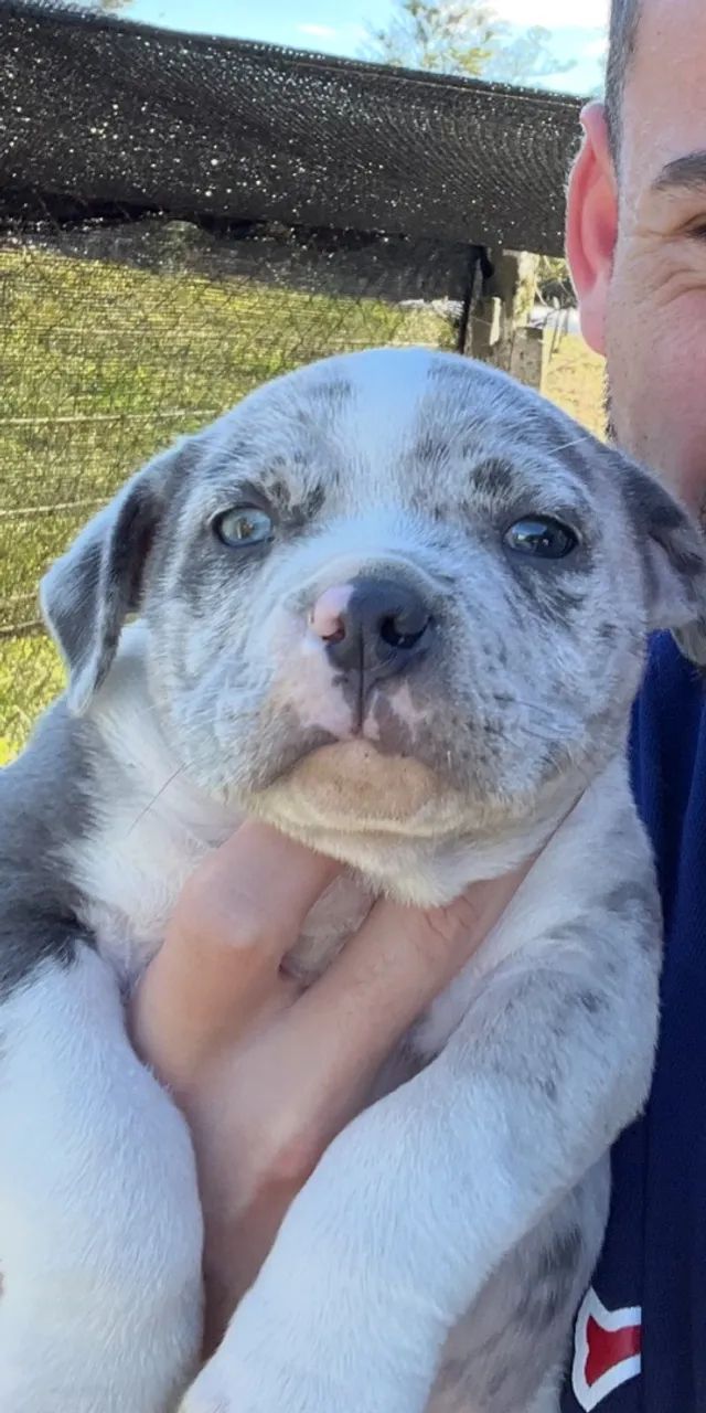 Filhote de American bully  - Foto 4