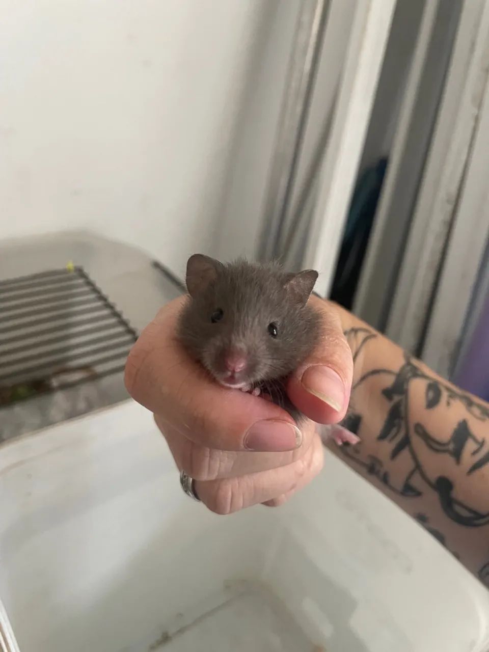 Hamster sírio  - Foto 2