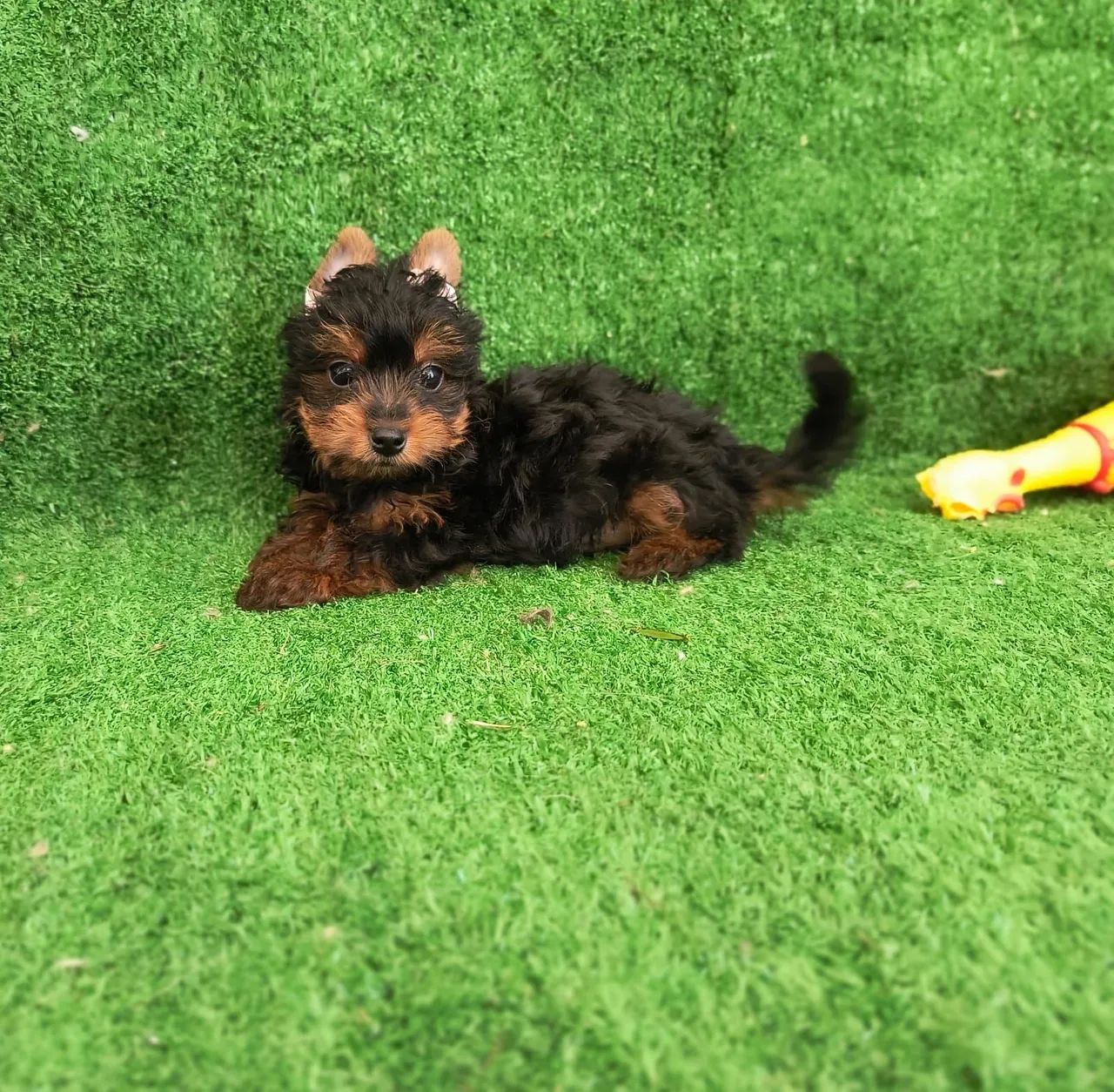 Filhote de Yorkshire Terrier Mini Macho Cachorros Manaíra