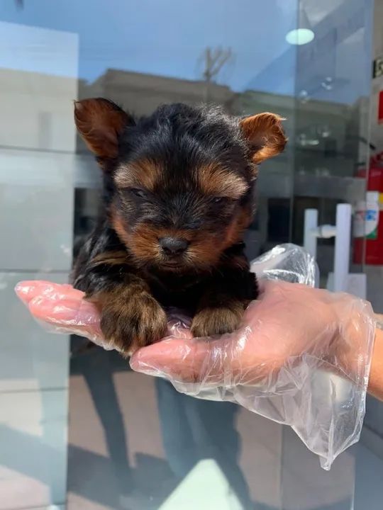 Yorkshire Terrier Chamar whats *