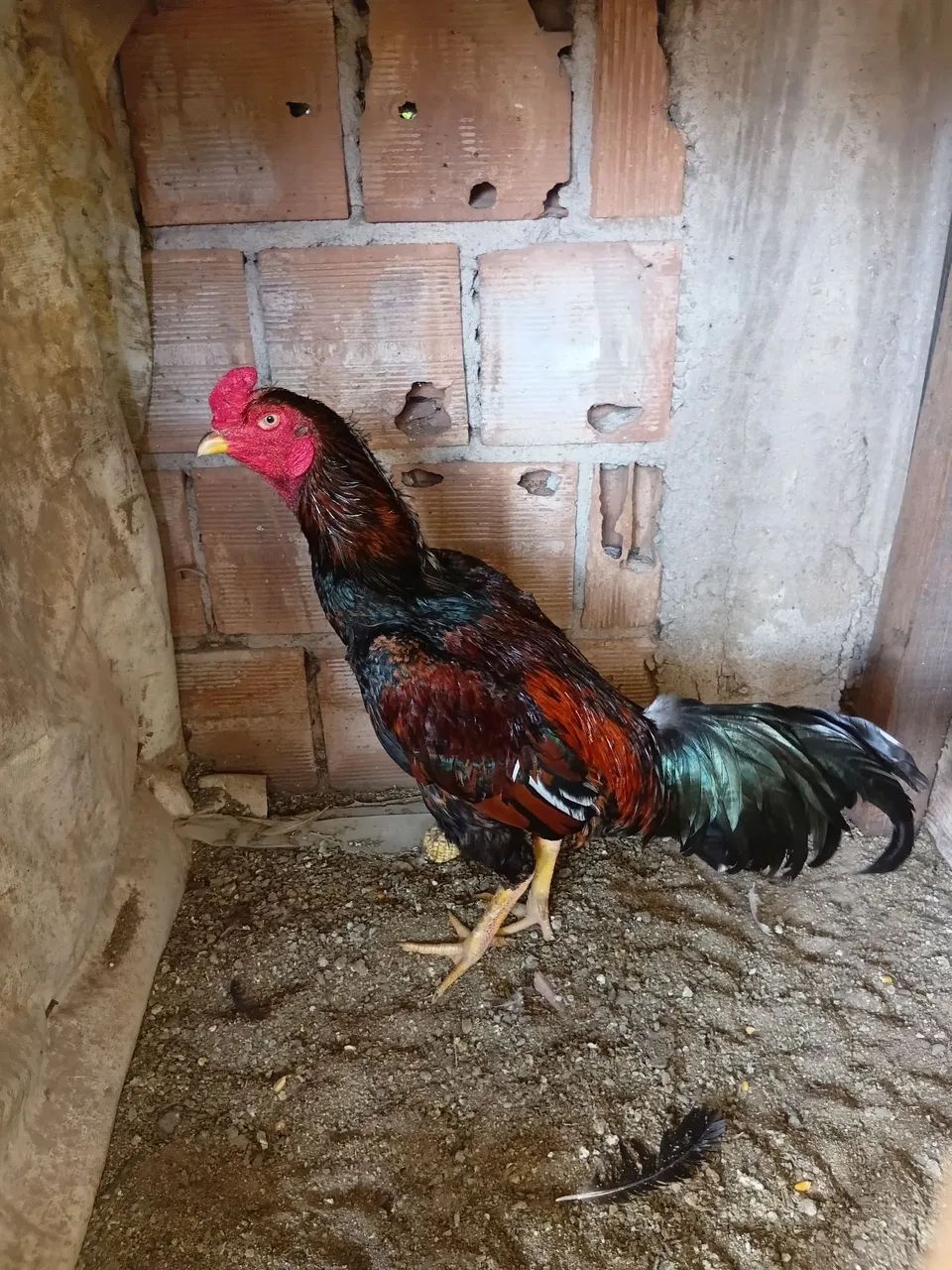Animais  - Foto 5