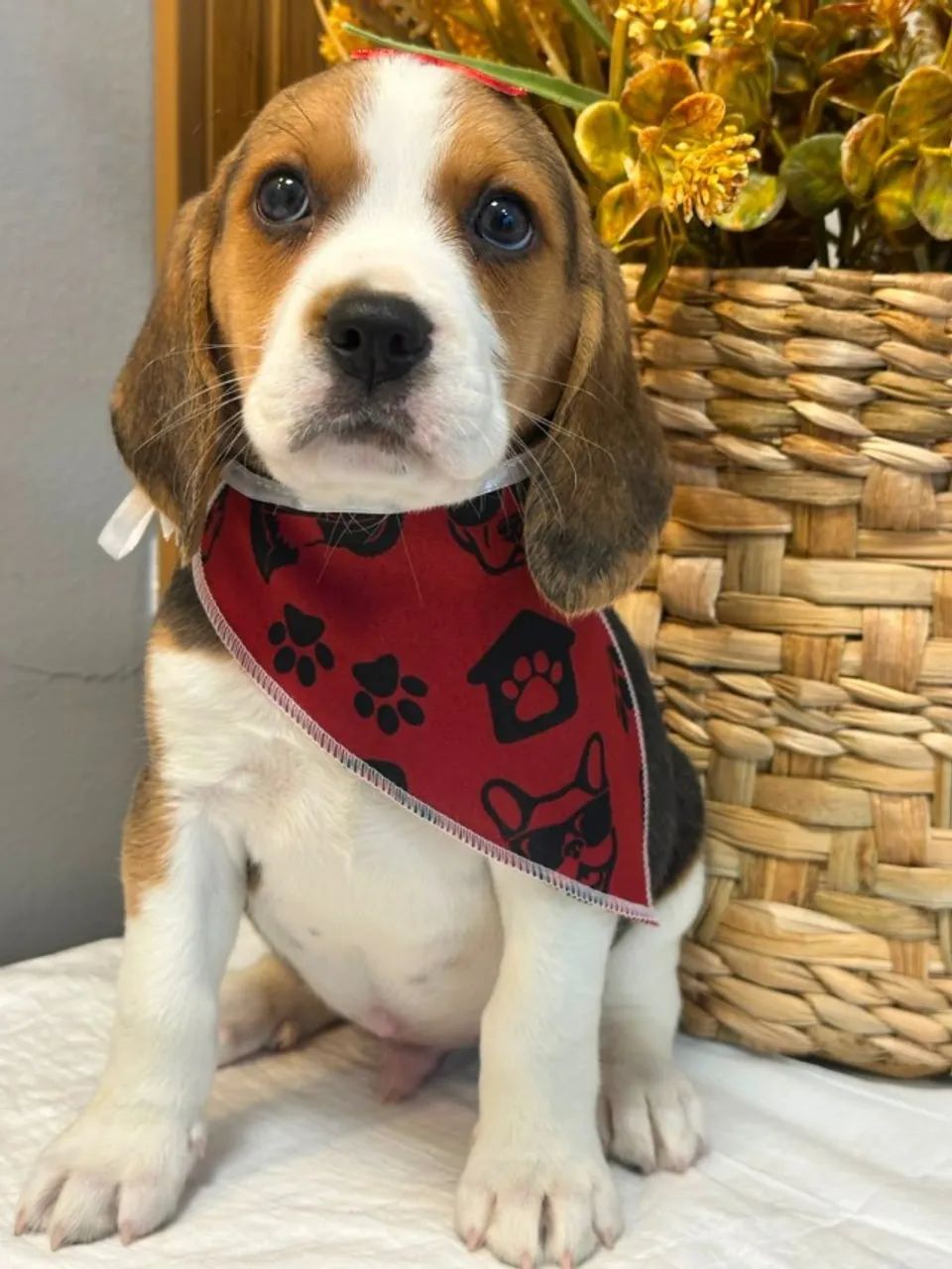 Beagle