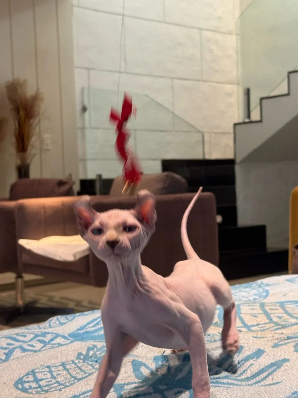 Vendo gato Sphynx  - Foto 3