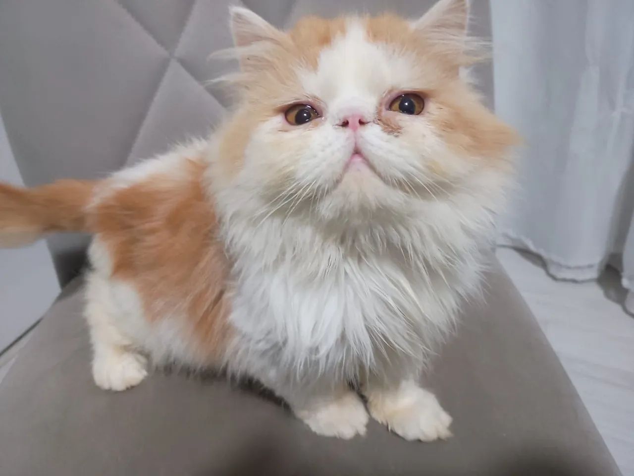 Gato persa macho  - Foto 2