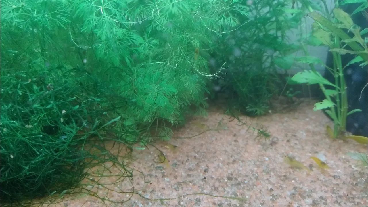 Aquários de camarões neocaridonas!!! - Foto 5