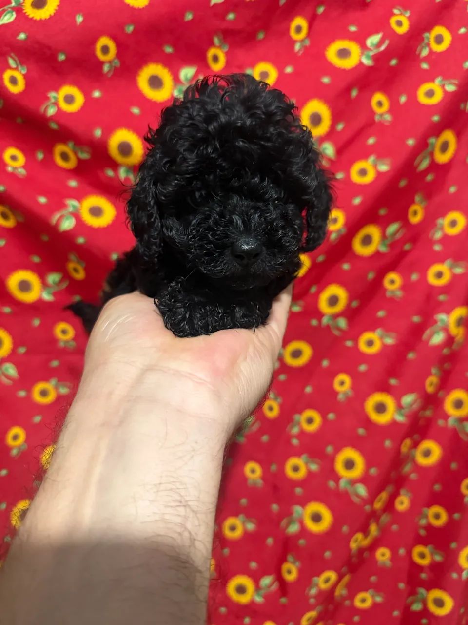 Poodle - filhote- fêmea e macho - Foto 3