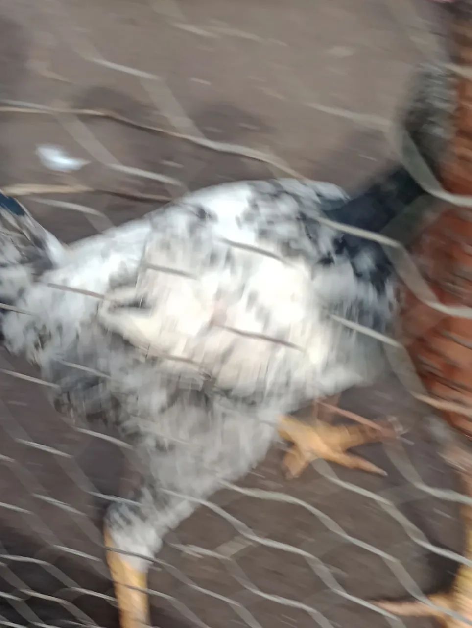 Vendo 3 frangos e um Galo  - Foto 3
