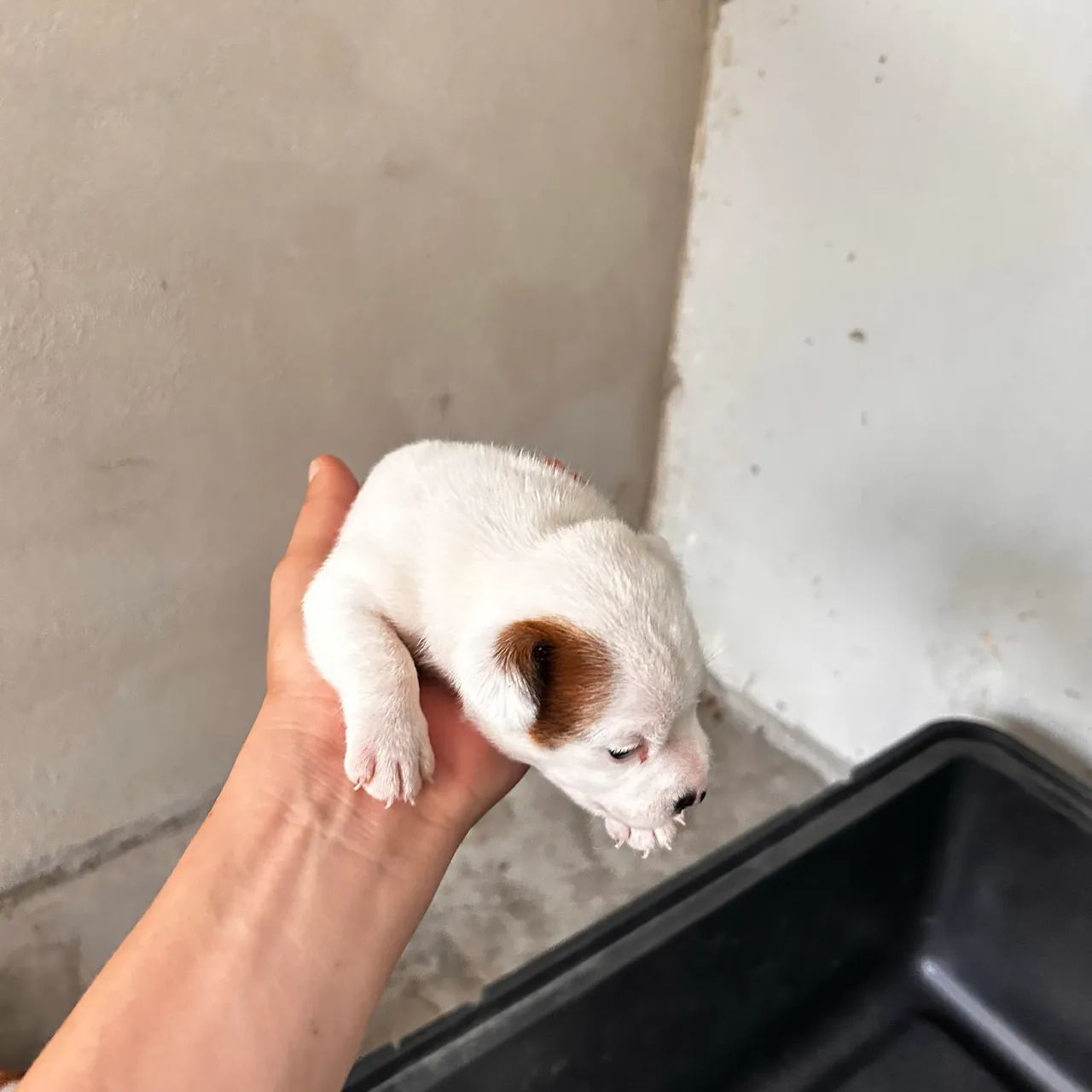 Jack Russel  - Foto 5