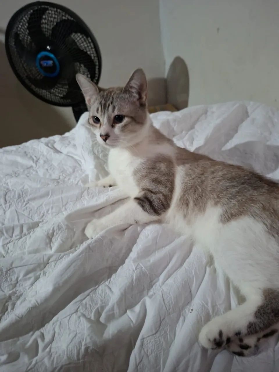 Gato de 1 ano, castrado
