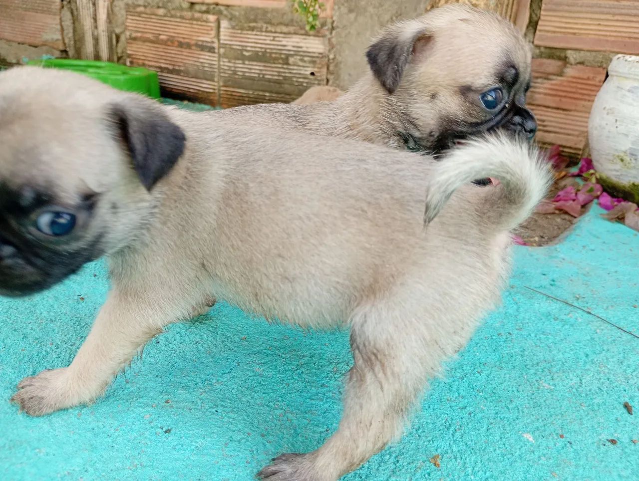 Filhotes de PUG - Foto 2