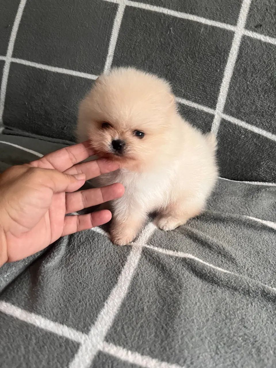 Spitz macho