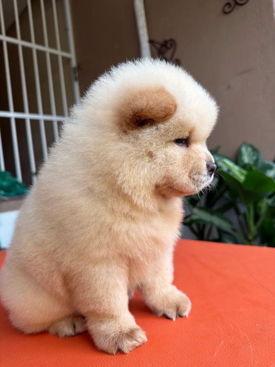 Chow chow americano  - Foto 4
