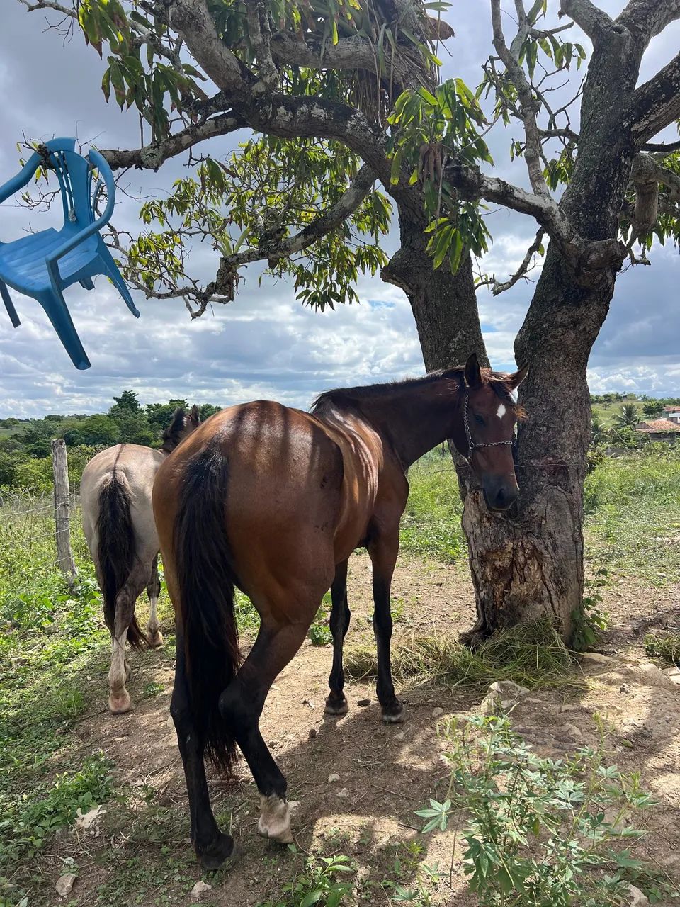 Égua para negócio  - Foto 5