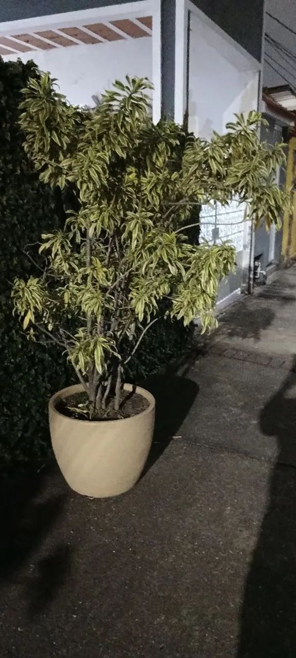 Plantas 