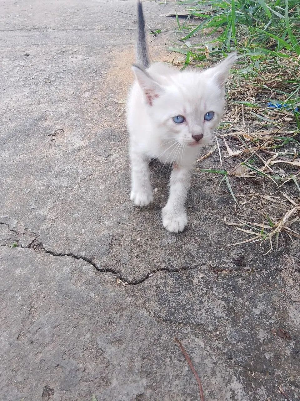 Gato pra doação 