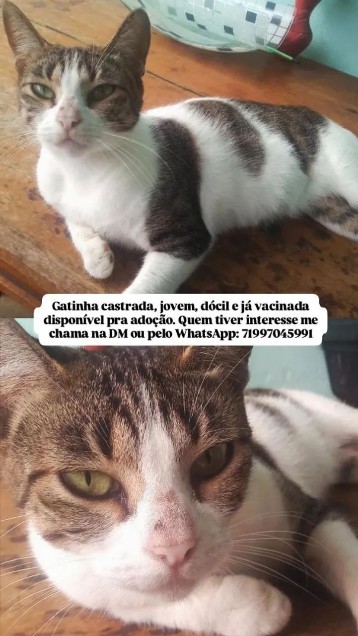 Gatinha jovem castrada  - Foto 2