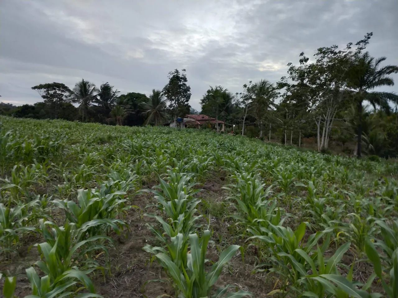 Fazenda Canto dos Pássaros - Foto 3