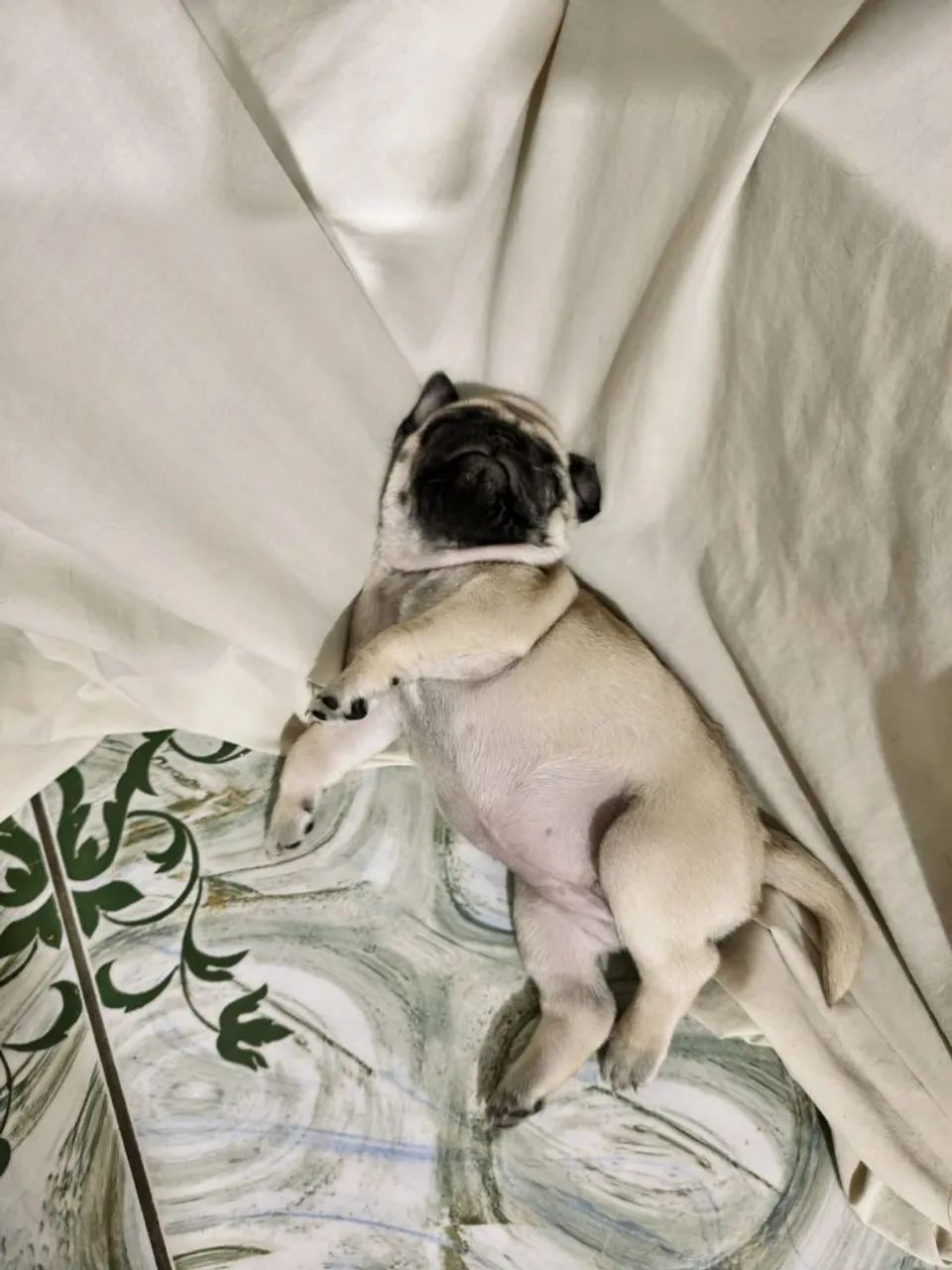 Filhotes de Pug  - Foto 4