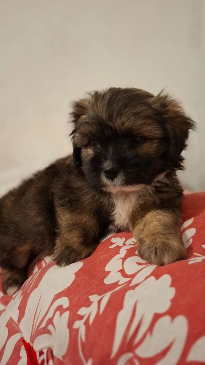 VENDO SHTUZ CACHORRO