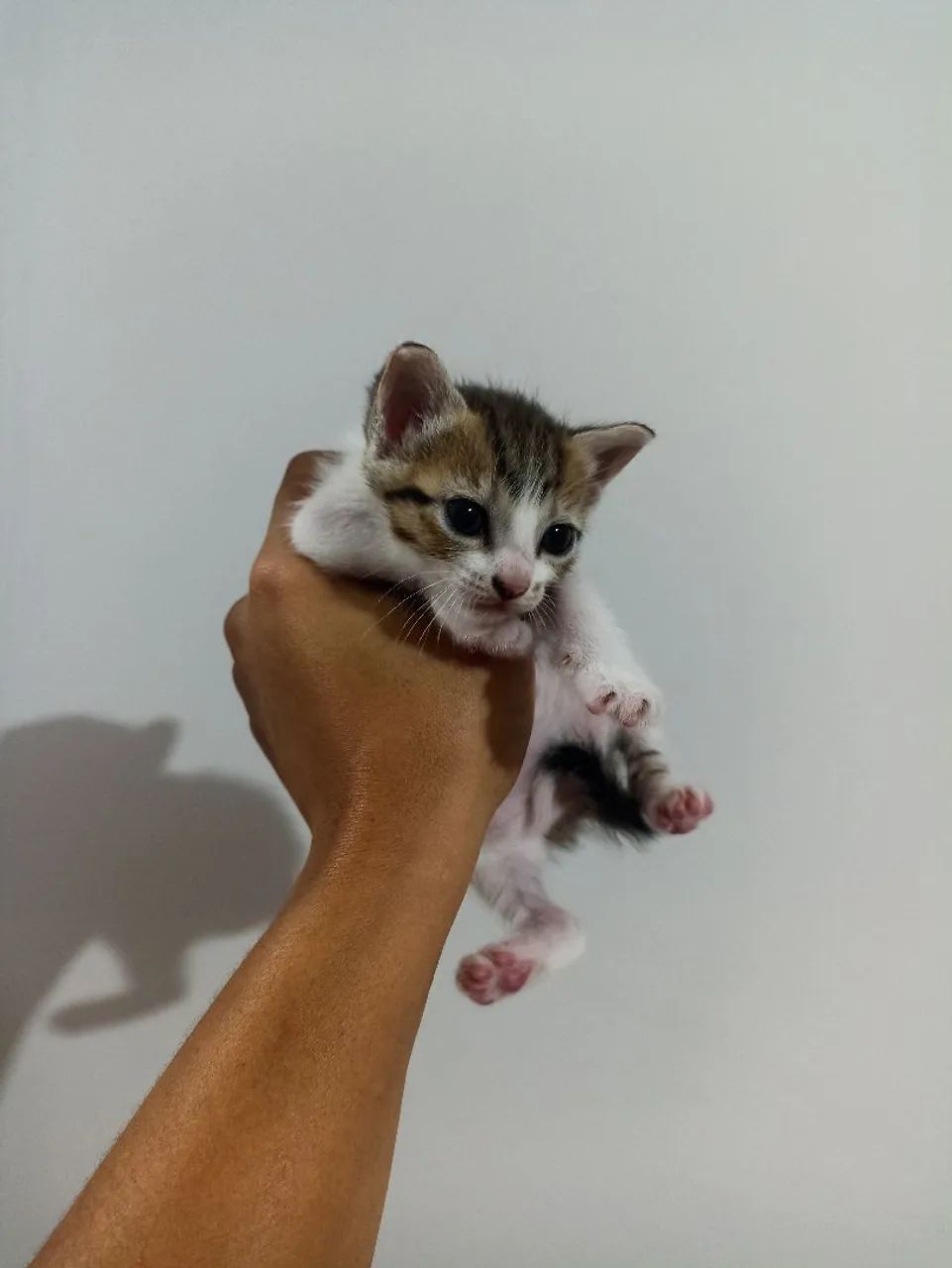 Adoção responsável  - Foto 4